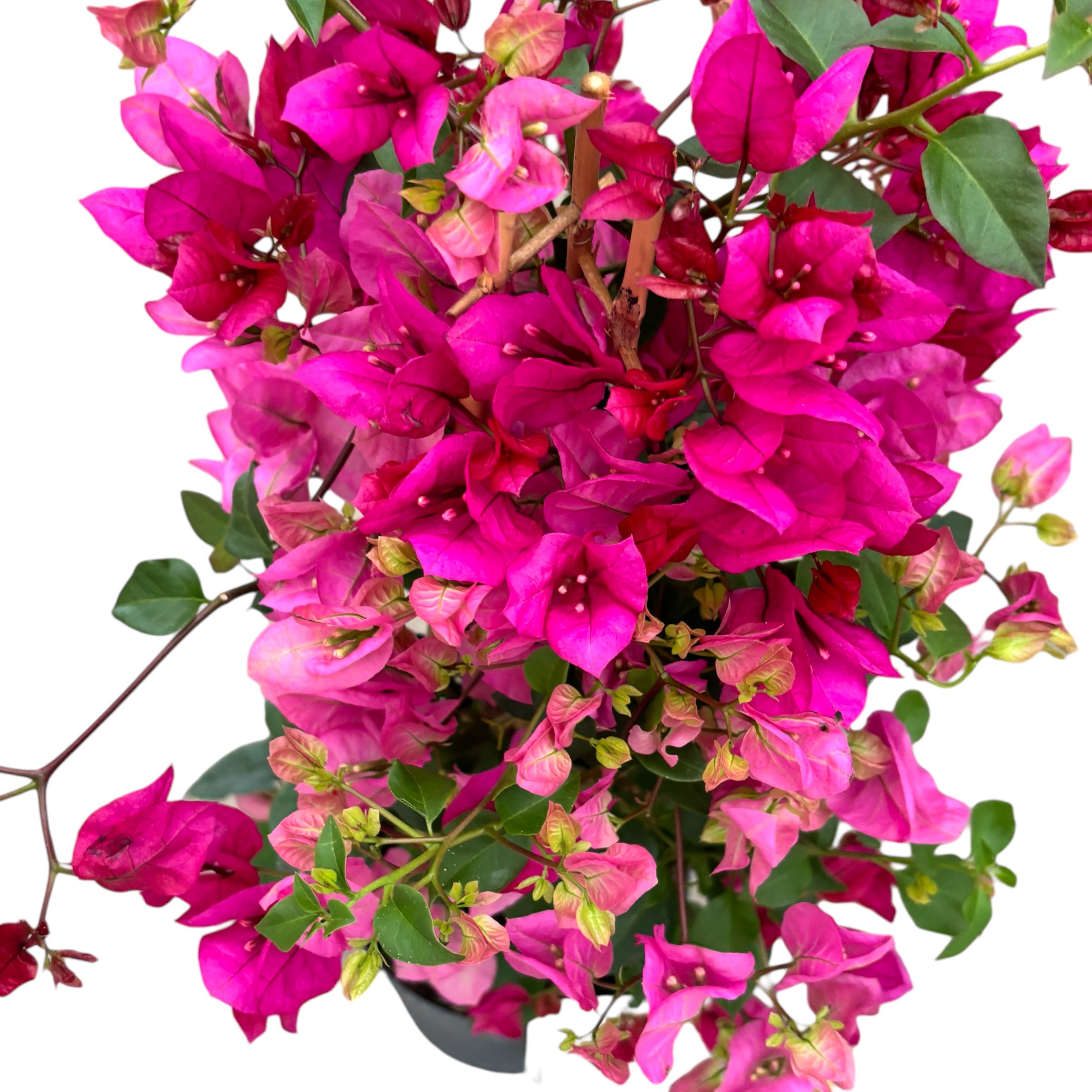 Bougainvillea ‘PINK’- floarea de hartie (2 culori/ghiveci)