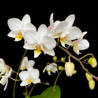 Phalaenopsis Soft Cloud