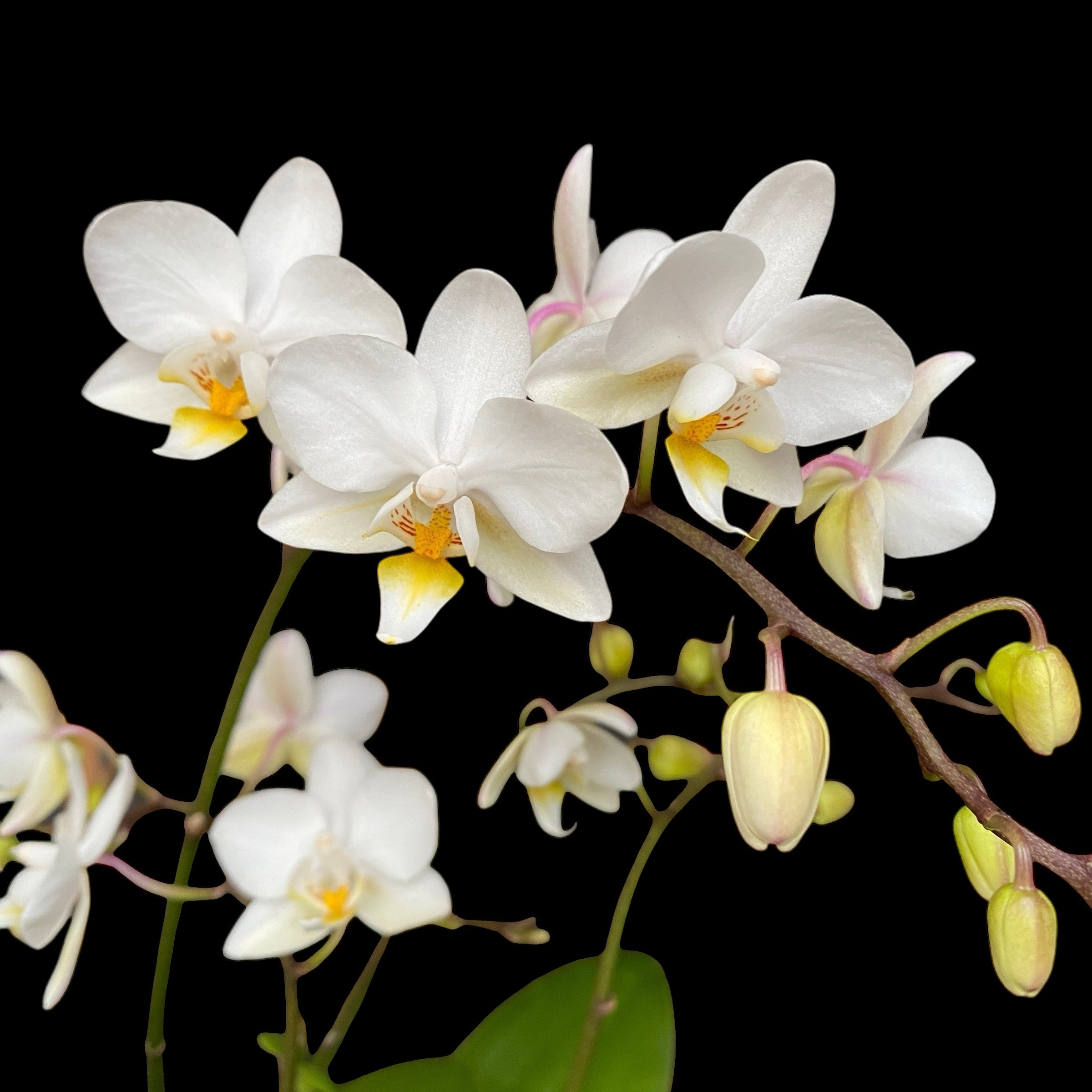 Phalaenopsis Soft Cloud