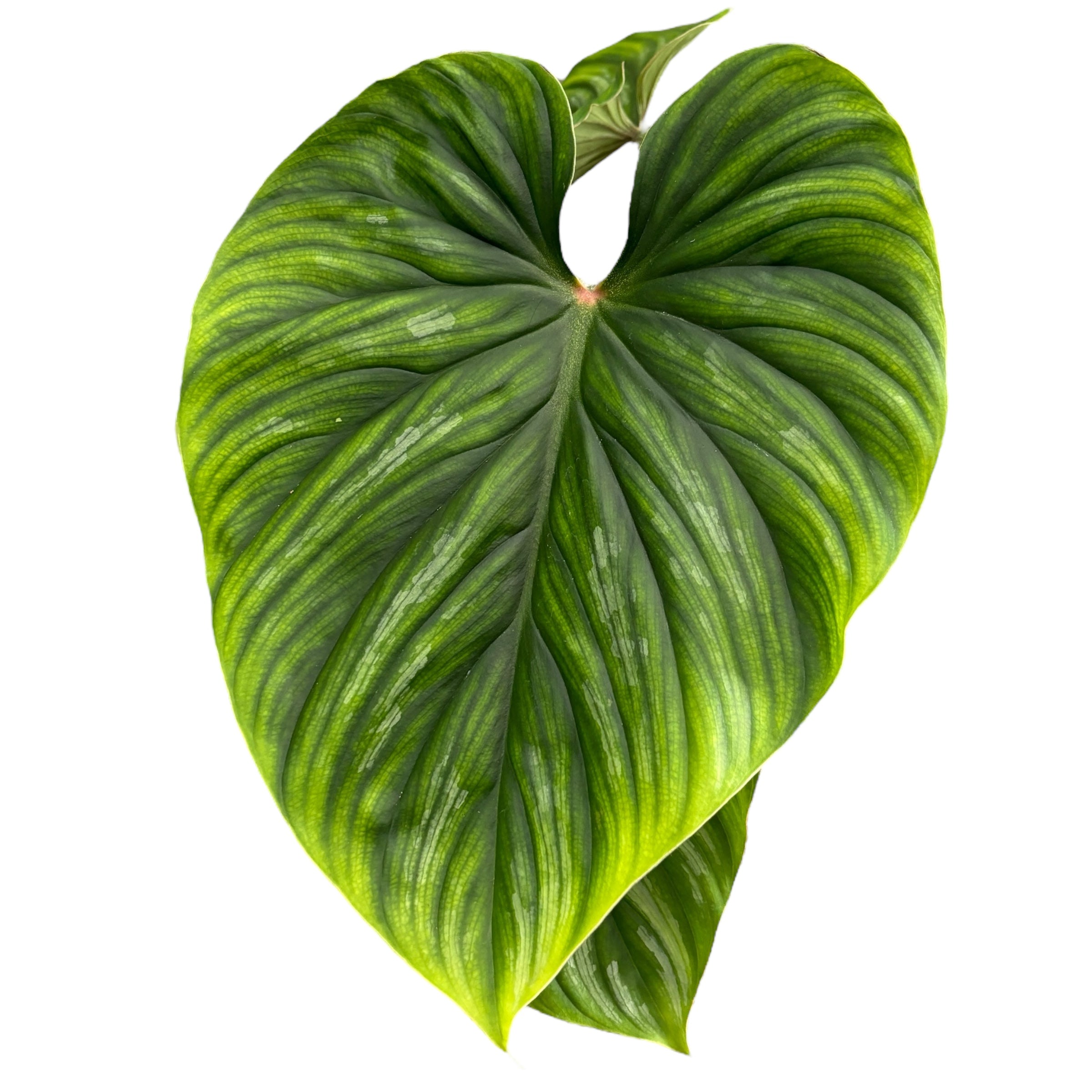 Philodendron Plowmanii