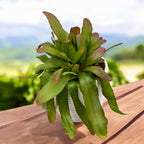 Pseudorhipsalis ramulosa (Rhipsalis rdeči koral) D12