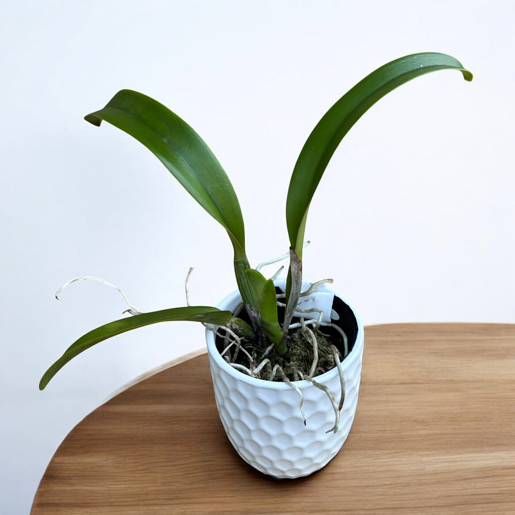 Rlc. Eve Marie Barnett 'Magnificent Watermelon Gold' FCC/AOS - parfumata