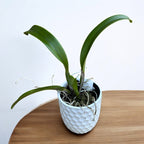 Rlc. Eve Marie Barnett 'Magnificent Watermelon Gold' FCC/AOS - parfumata