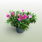 Alstroemeria Inca Goal - compact Peruvian lily with spectacular pink flowers
