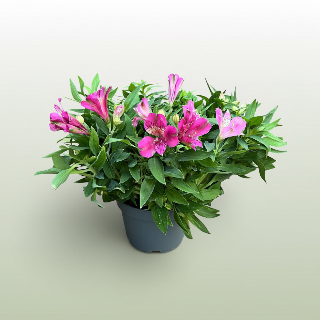 Alstroemeria Inca Goal - compact Peruvian lily with spectacular pink flowers