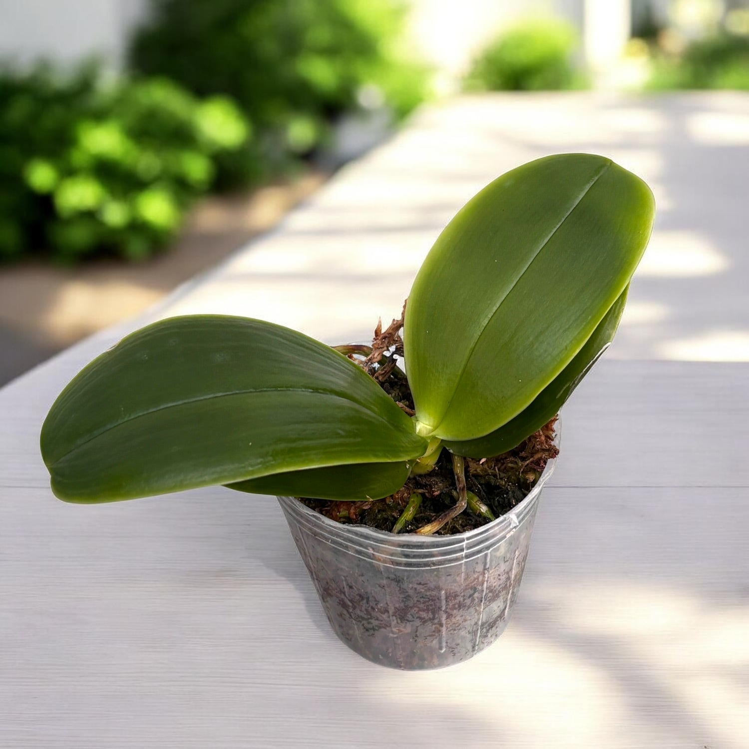 Phalaenopsis bellina var. coerulea (blue) - fragrant