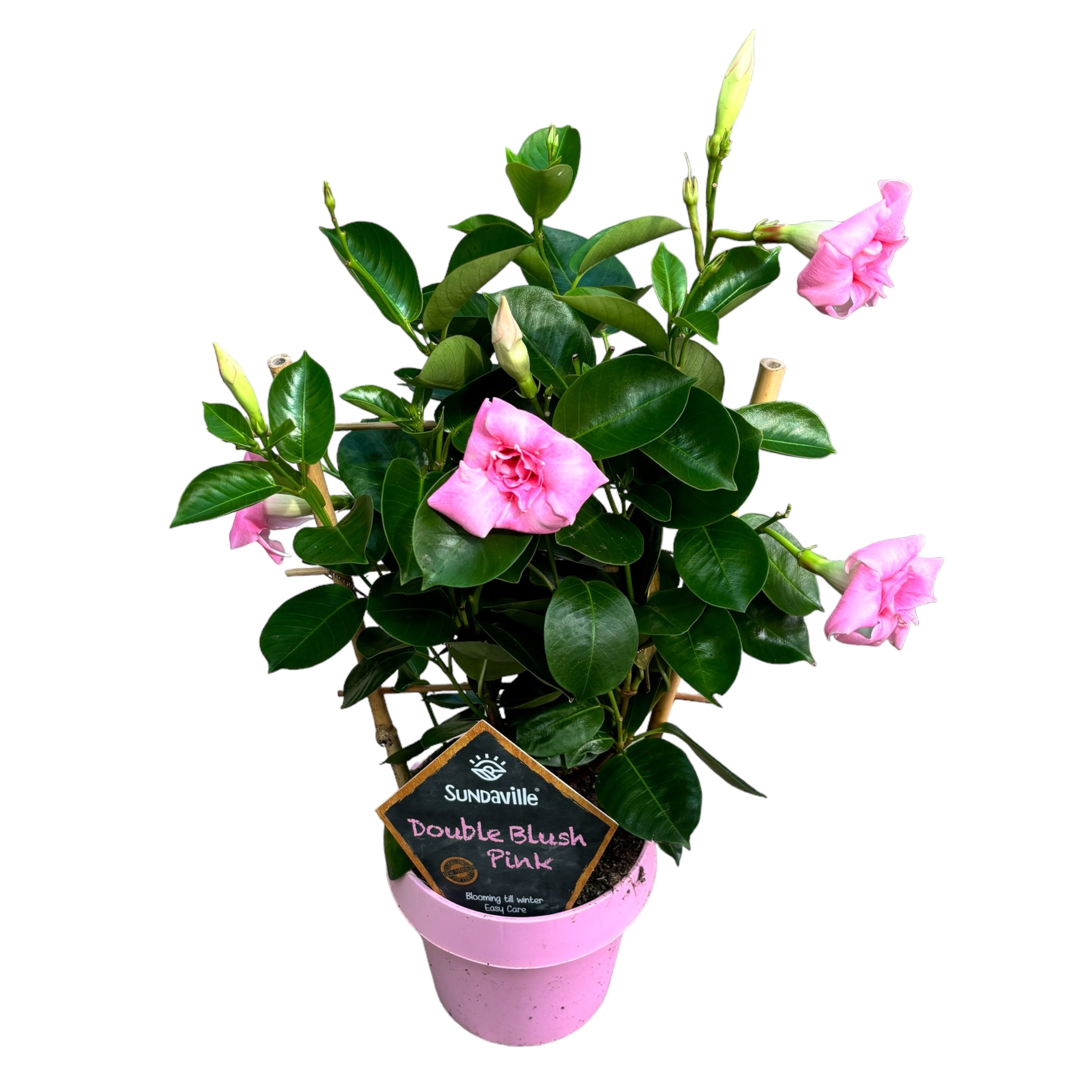 Mandevilla Sundaville® Double Blush Pink (flori duble, parfumate)