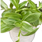 Tradescantia albiflora 'Albovittata'