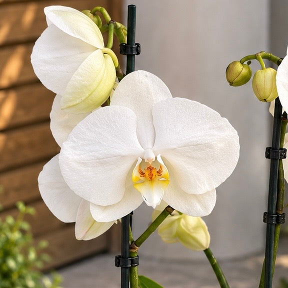 Phalaenopsis Mathilde