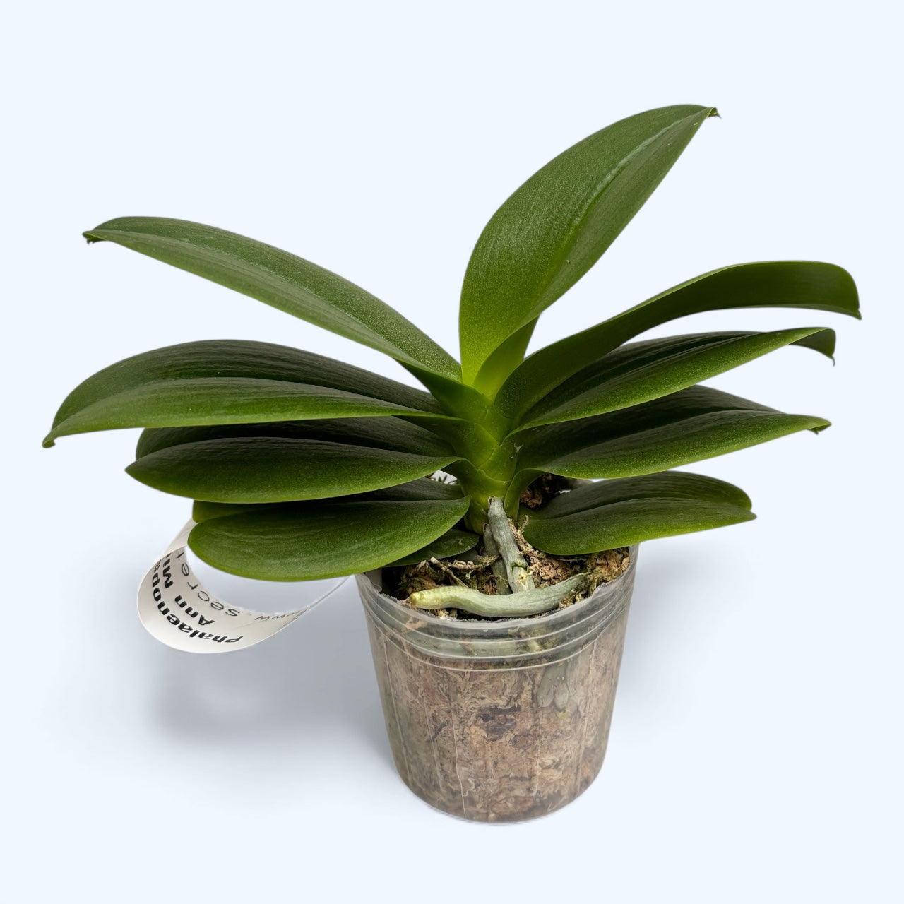 Phalaenopsis Ching Ann Minnie