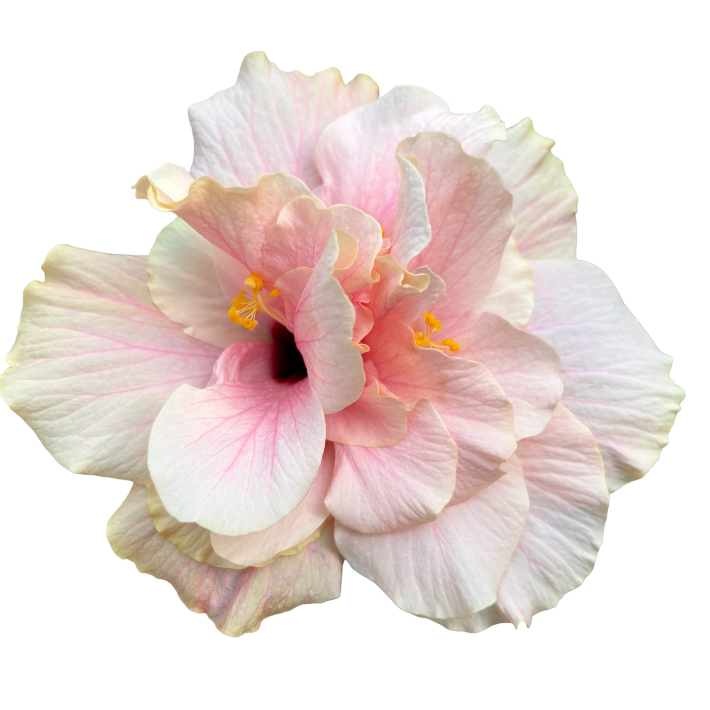 Hibiscus rosa - sinensis - Japonská růže s dvojitým krémovým květem