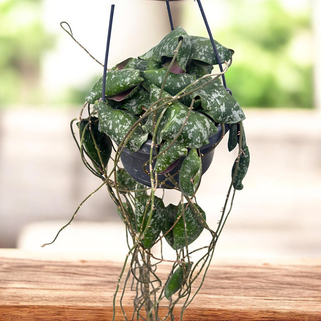 Hoya imbricata - grote exemplaren, volle potten