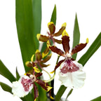 Colmanara Jungle Monarch Wildcat parfumée