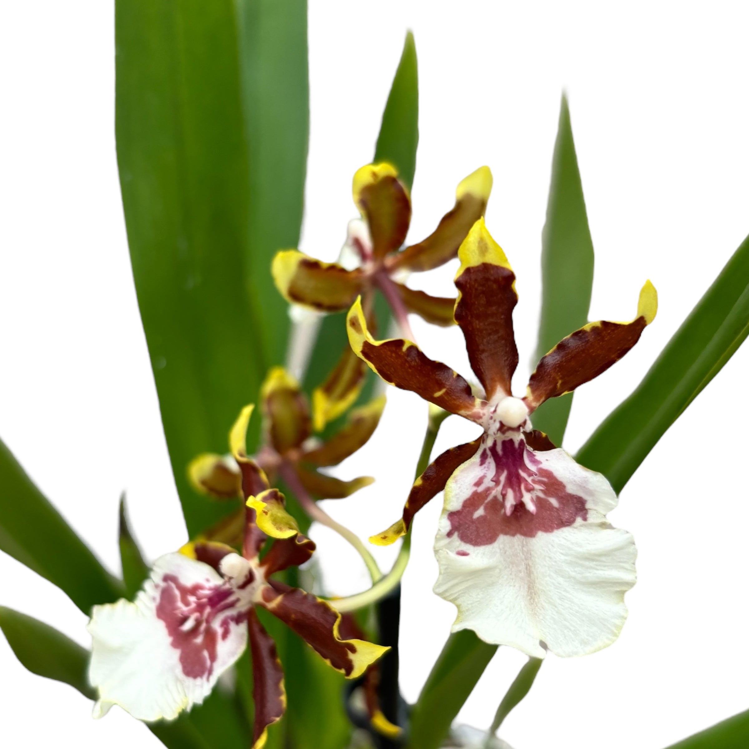 Colmanara Jungle Monarch Wildcat duftend