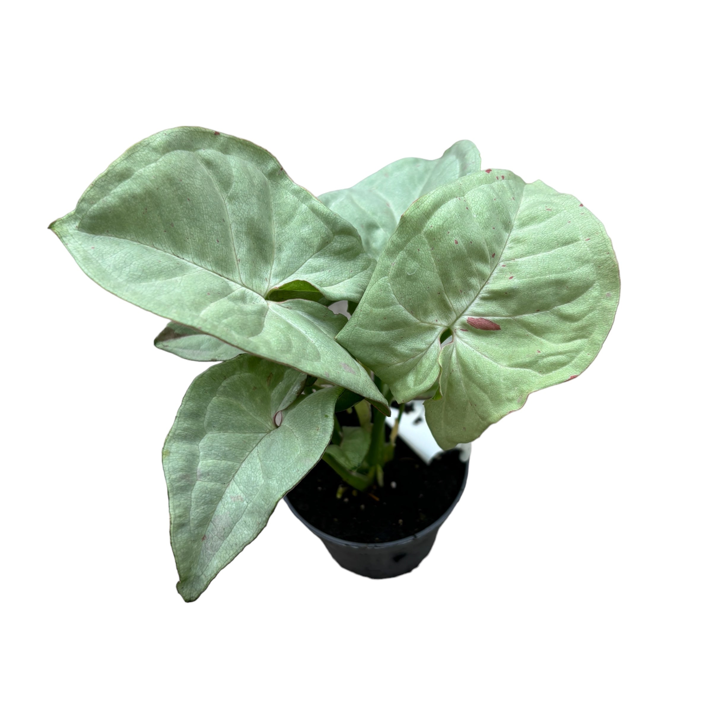 Syngonium Milk Confetti (babyplant) D6