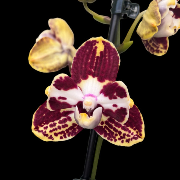 Phalaenopsis Orient Express - unicat