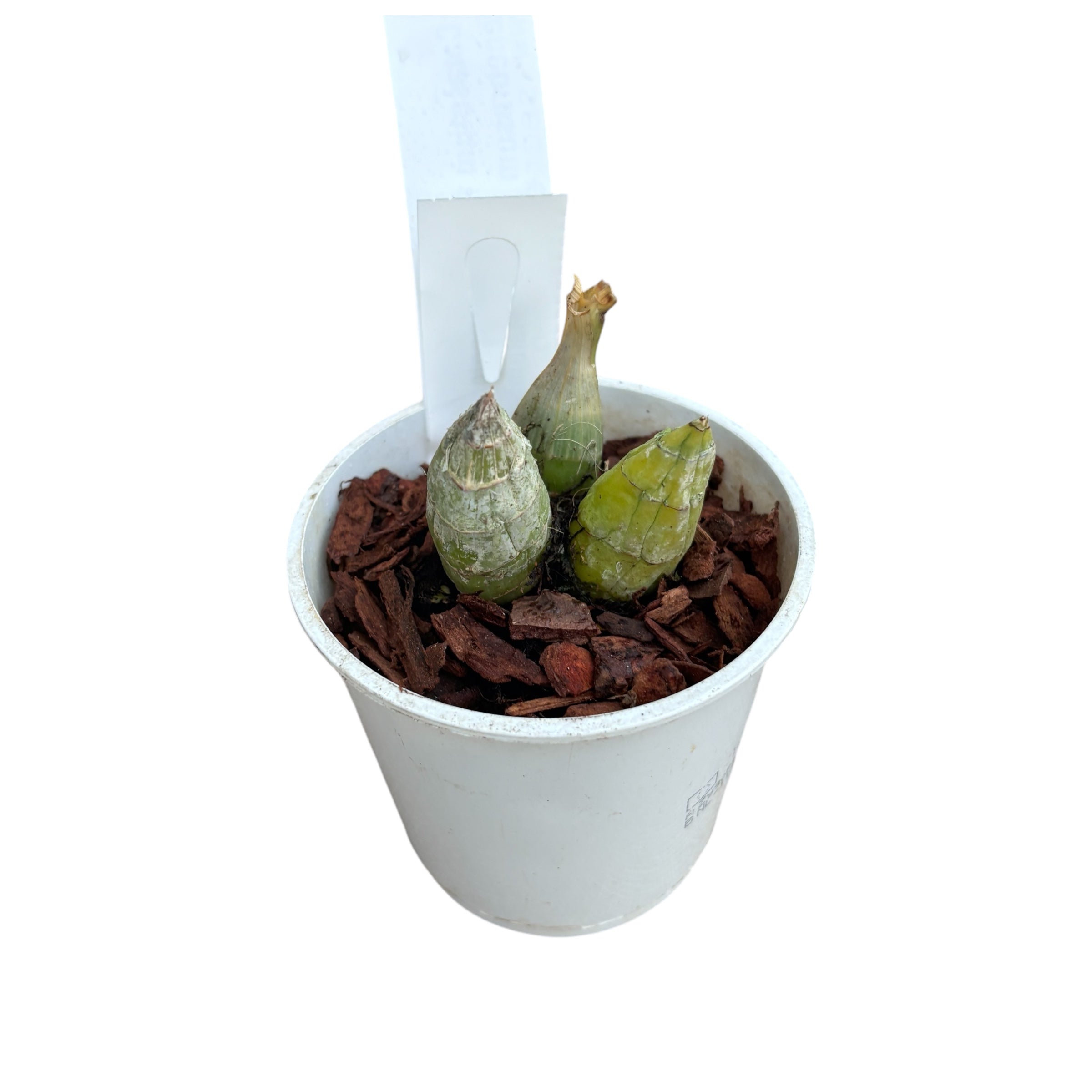 Catasetum Ryan Harrington (tenebrosum × denticulatum) profumato