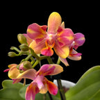Phalaenopsis Libélula Roja (pelórica)