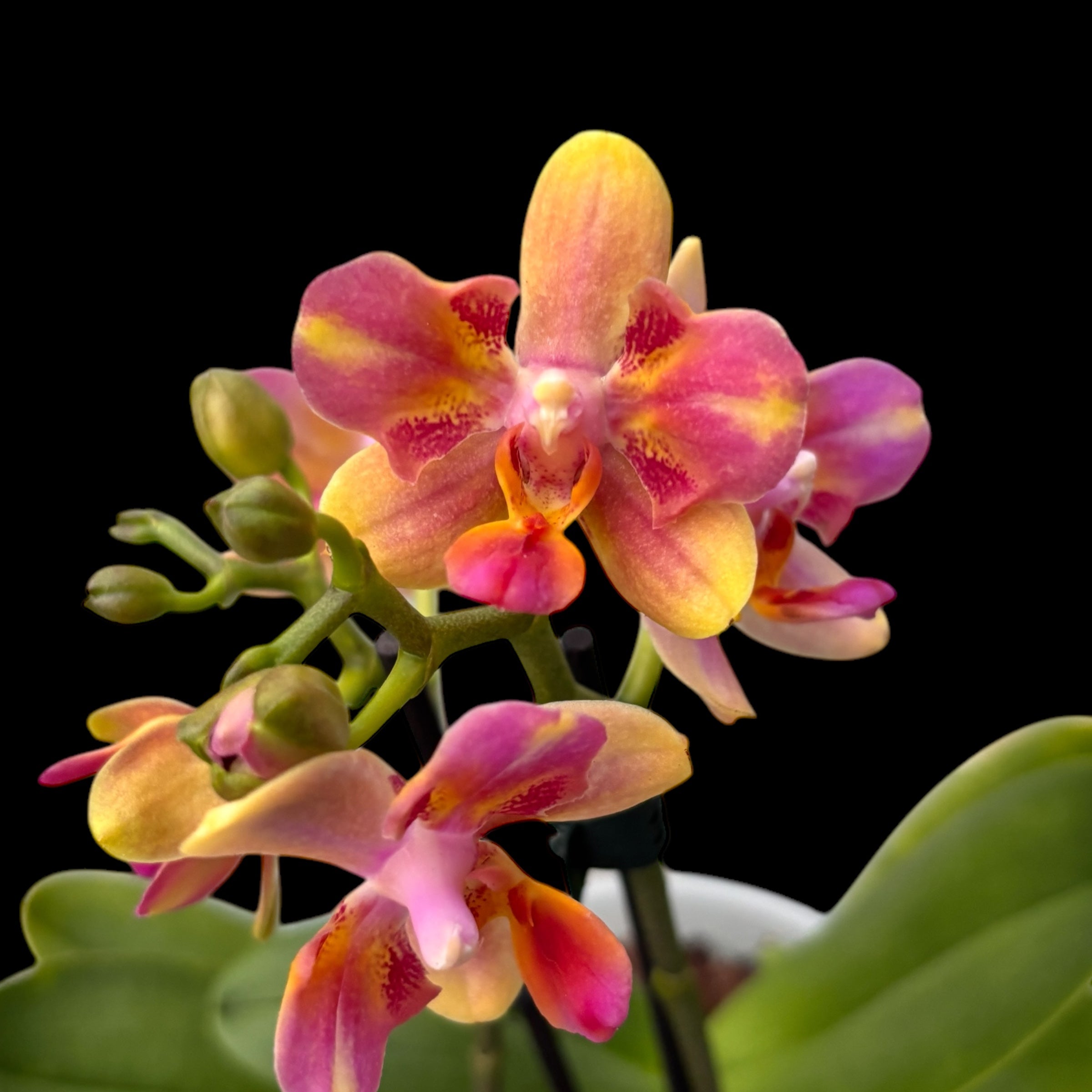 Phalaenopsis Libellule Rouge (pélorique)