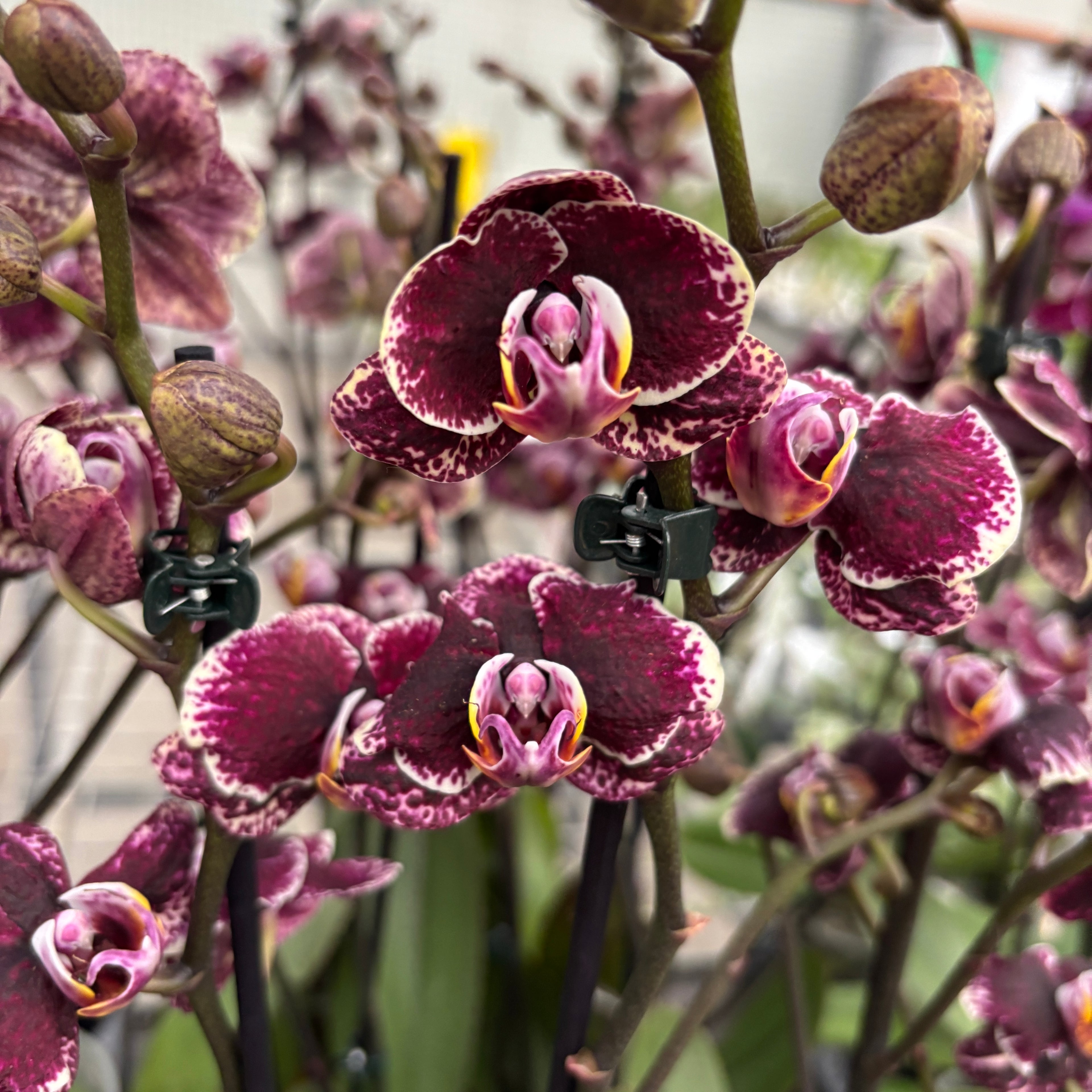 Phalaenopsis ‘Limited #51’