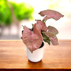 Syngonium Neon Robusta (Red King) Babypflanze