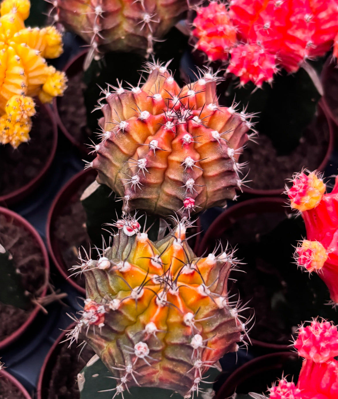 Gymnocalycium mini - Cactusi altoiti colorati