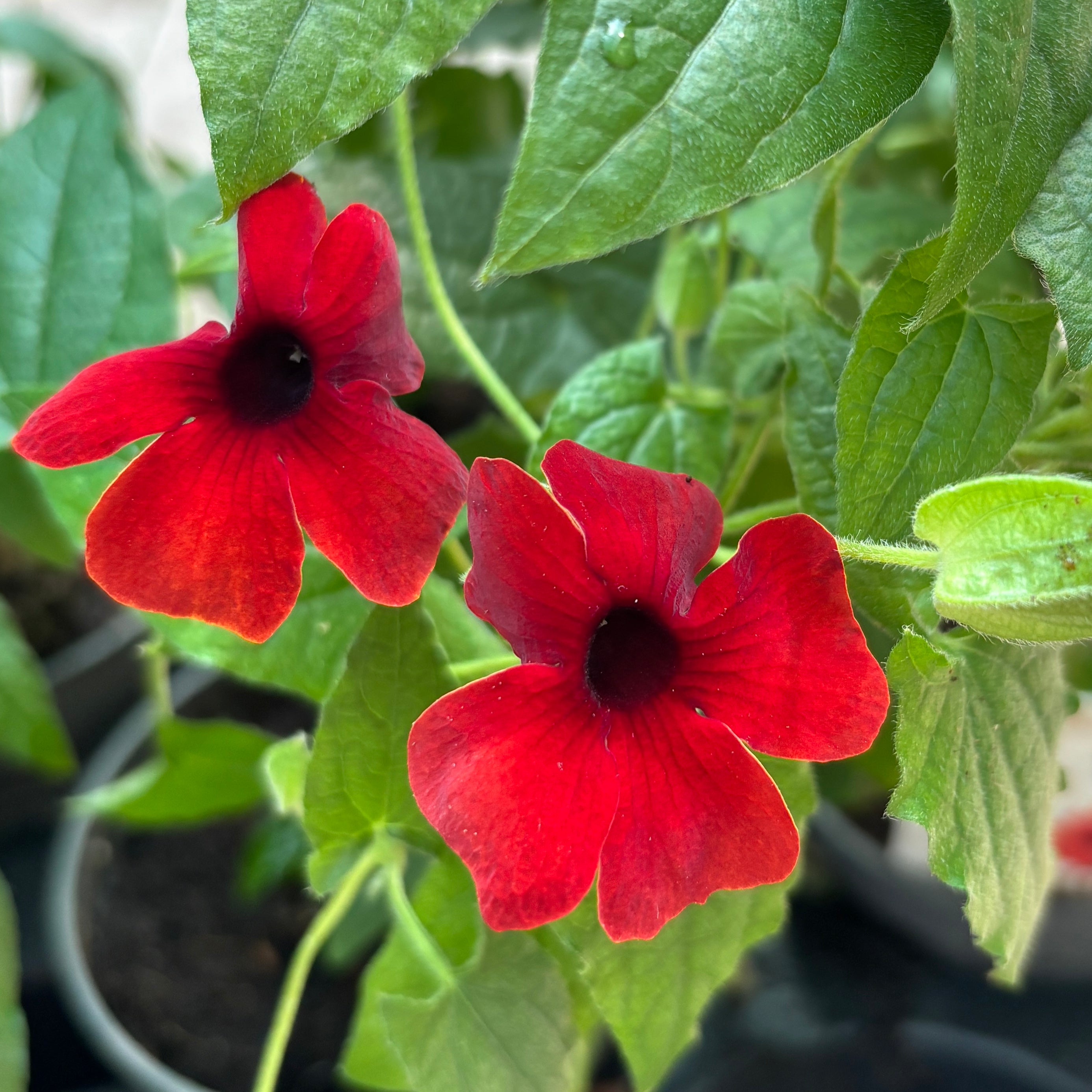 Thunbergia alata ‘Arizona Red’ (Suzana aux yeux noirs)