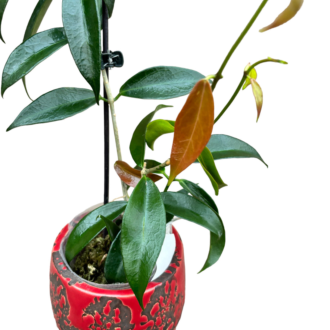 Hoya rubida (exemplare dezvoltate) Floraria Secret Garden (SG)