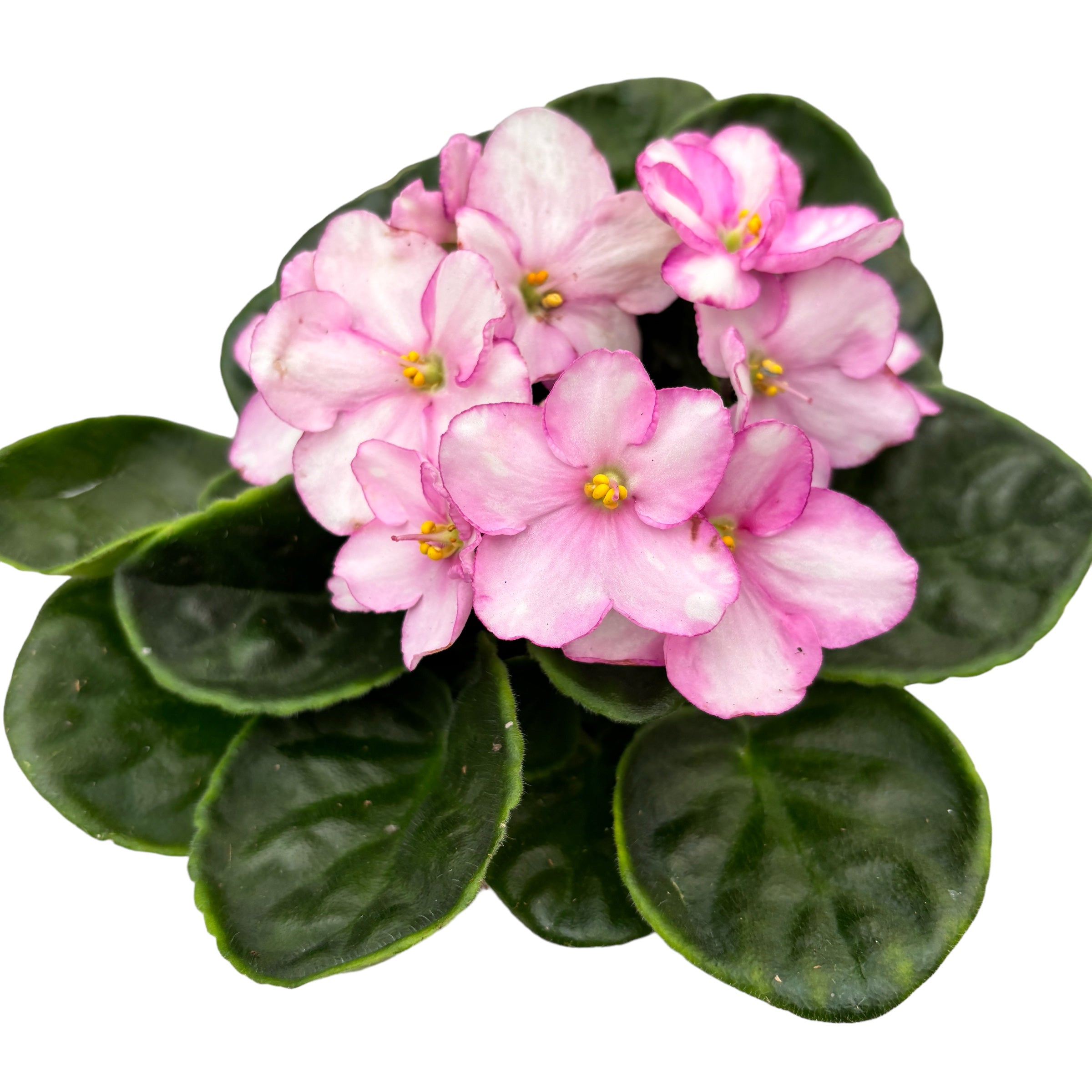 Saintpaulia Voila Pink - violete bicolore roz