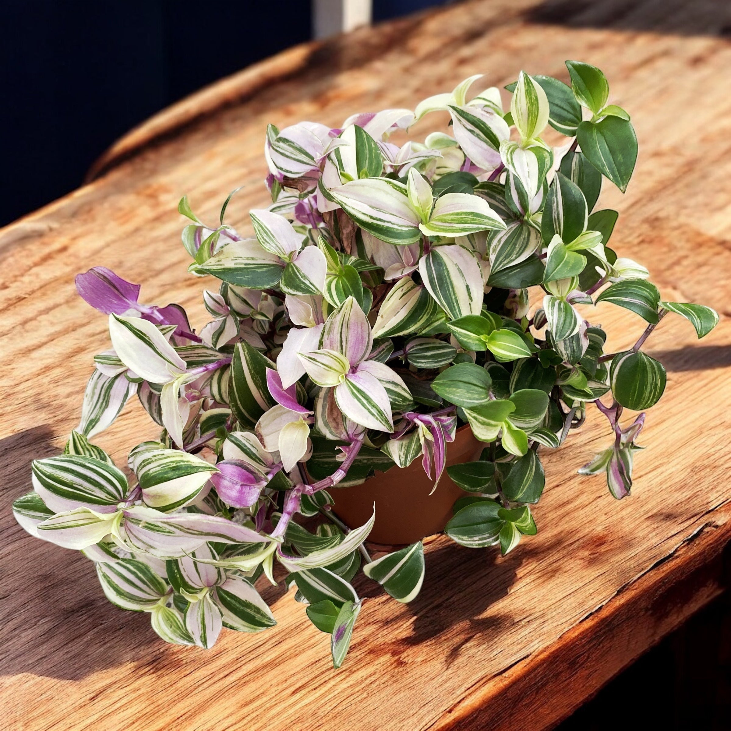 Tradescantia fluminensis 'Quadricolor' - planta curgatoare cu frunze tricolore
