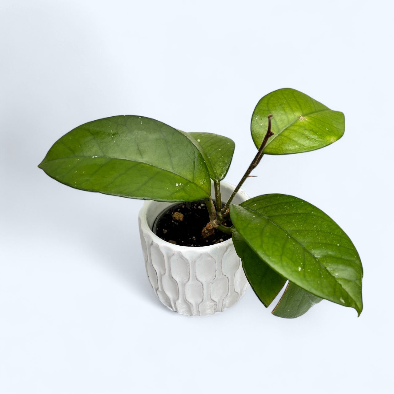 Hoya fungii - flori parfumate