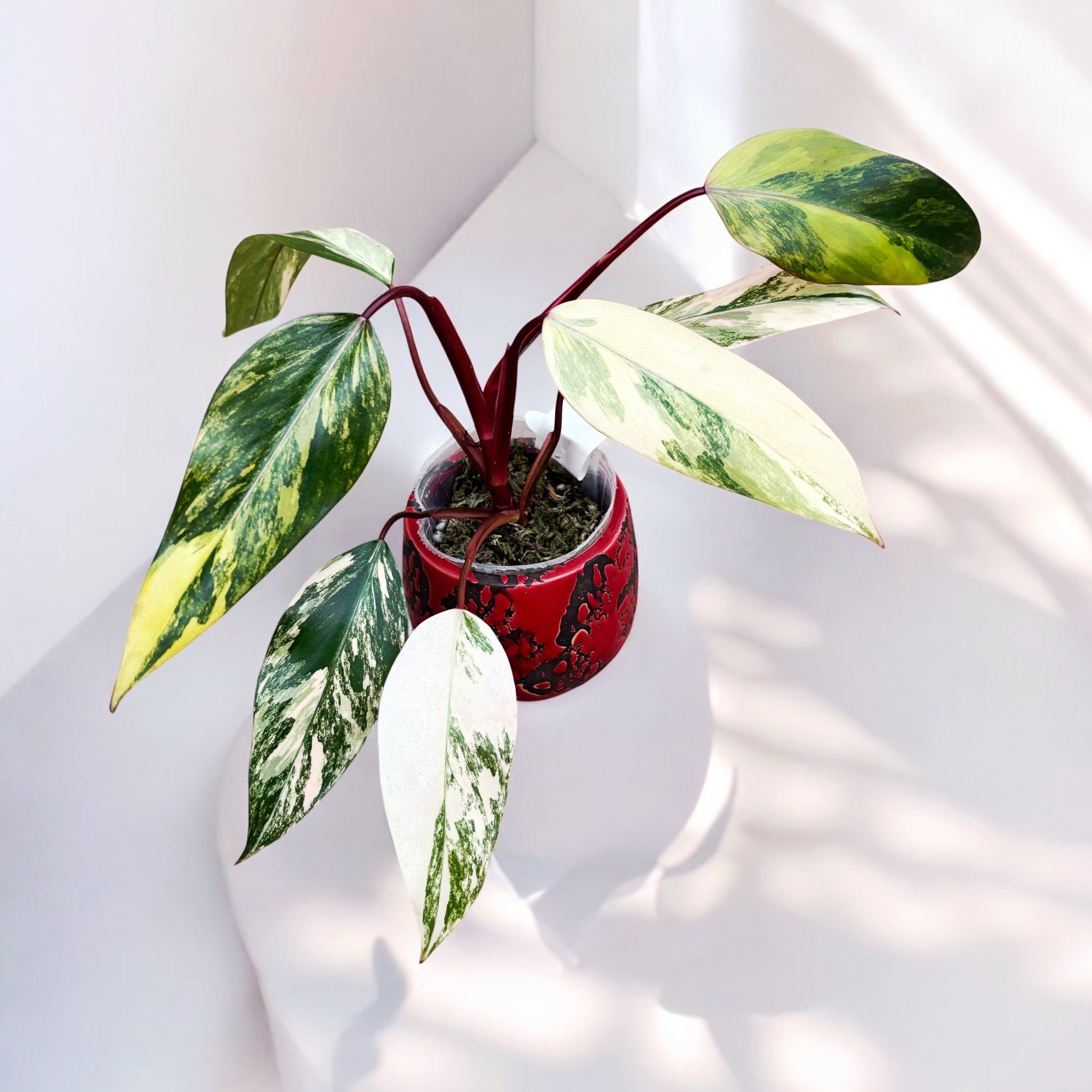 Philodendron Strawberry Shake