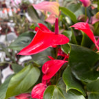 Anthurium Banderola Lava