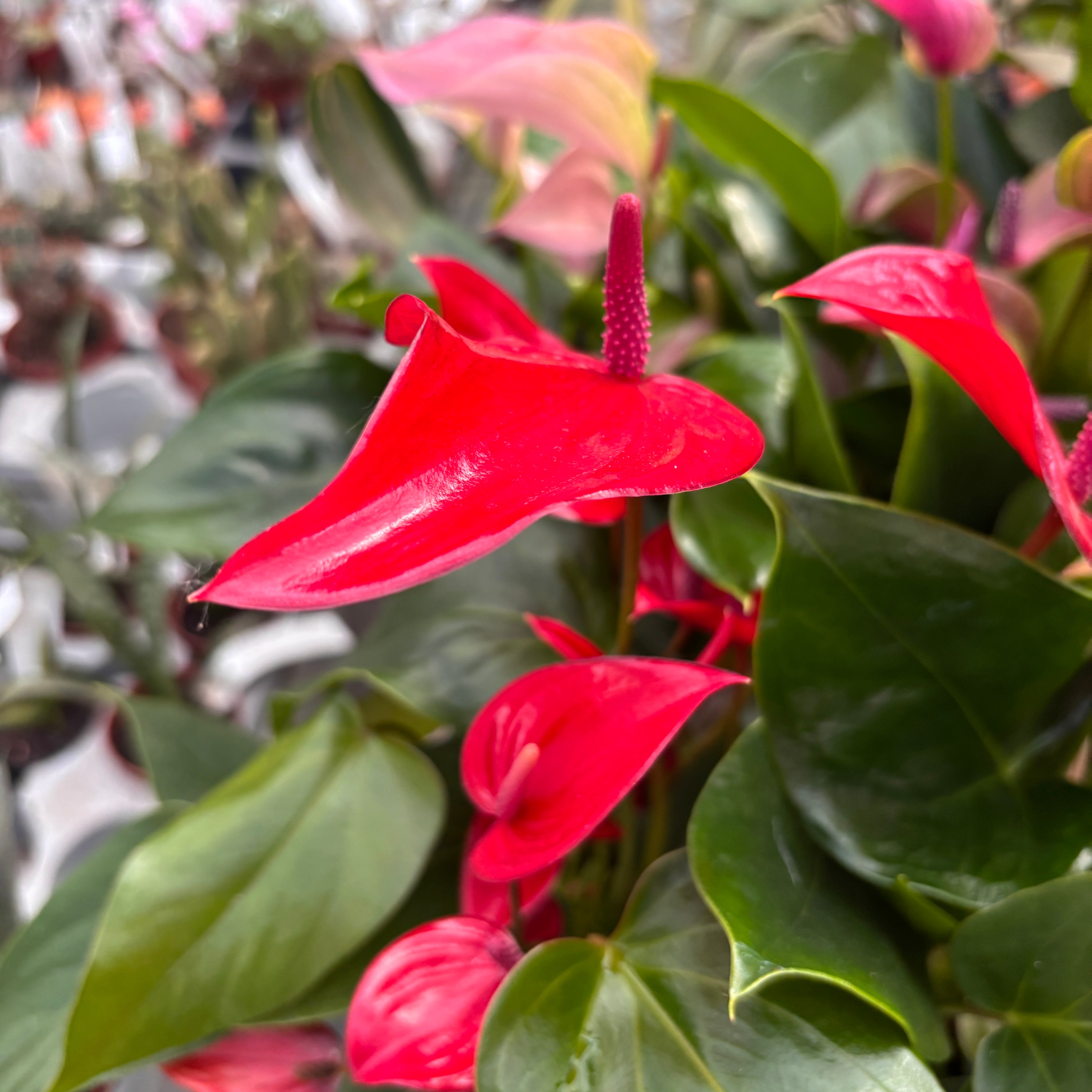 Anthurium Banderola Lava