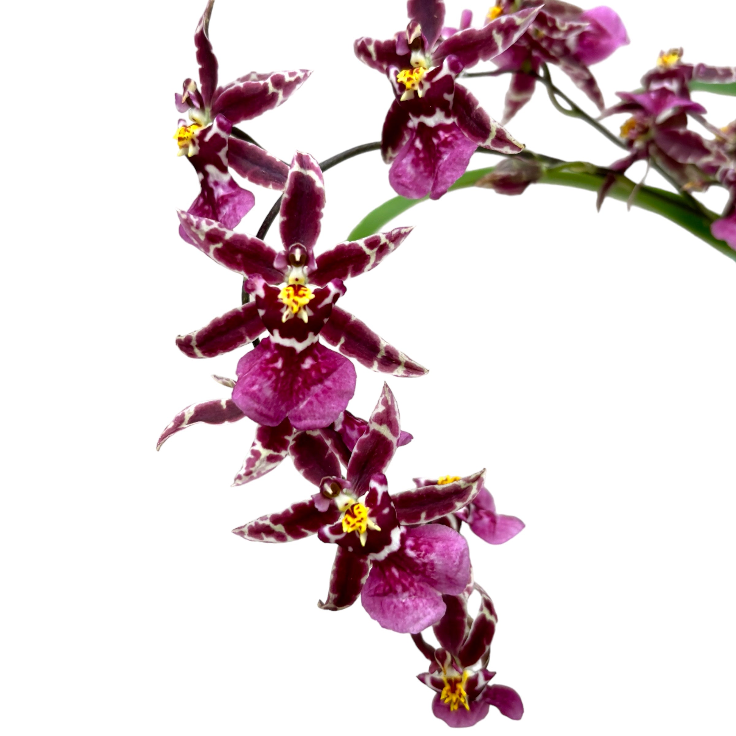 Oncidium (Cyrtocidium) Holm’s Wizard - purple - foarte parfumat!