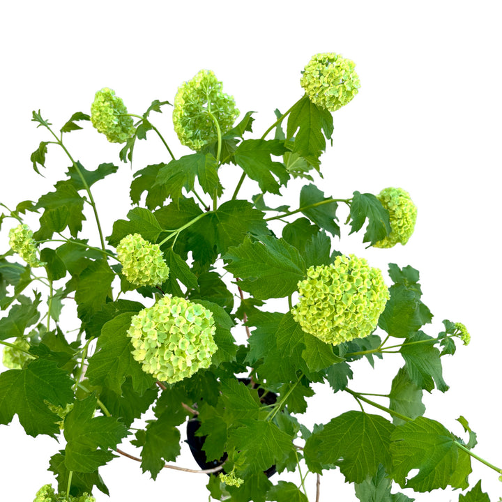 Viburnum opulus 'Roseum' (bulgaras de zapada)