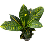 Croton Codiaeum 'Petra' XL