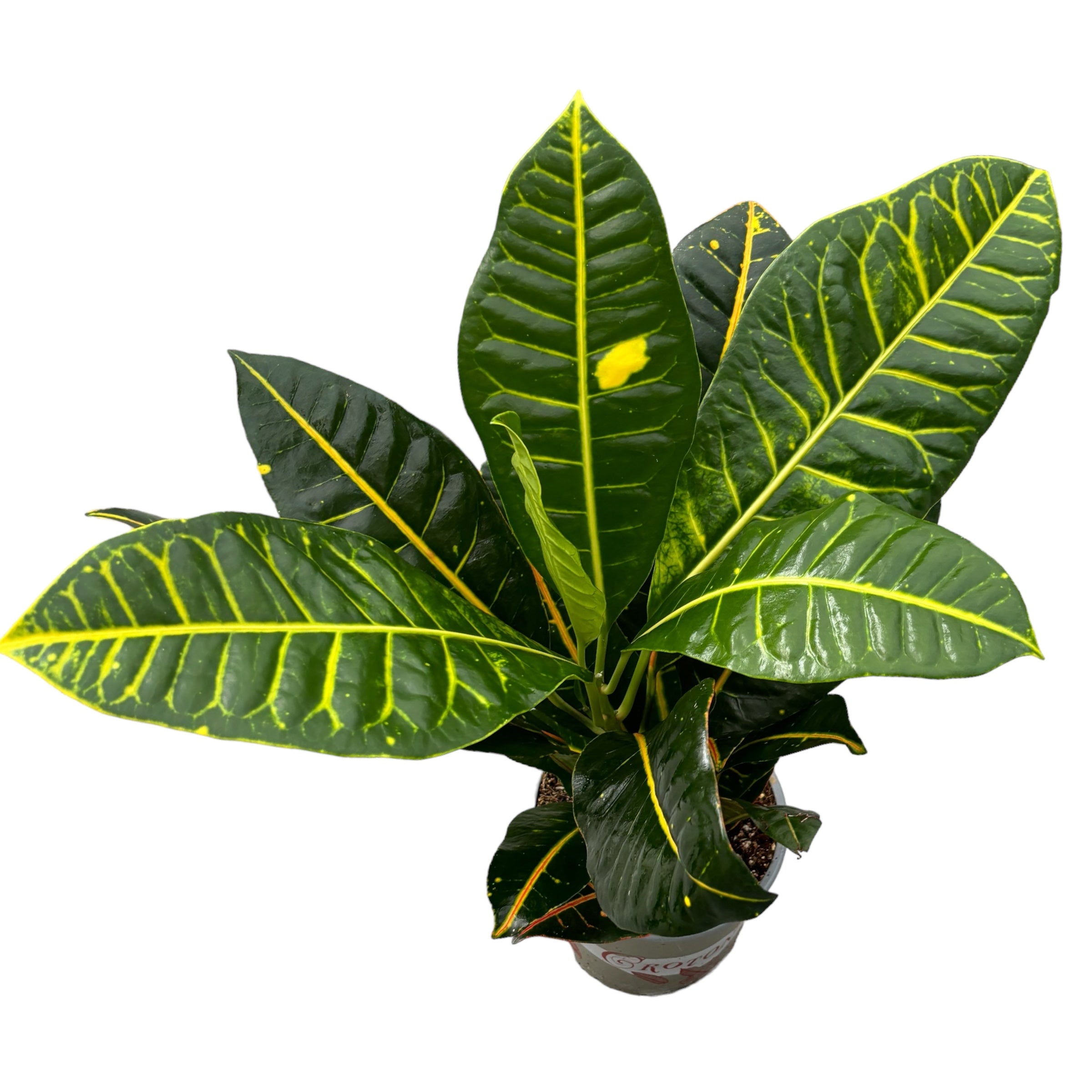 Croton Codiaeum 'Petra' XL