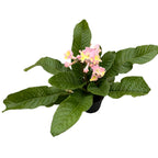 Streptocarpus 'Flavia'