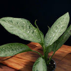 Dieffenbachia 'Snow' - mladá rastlina