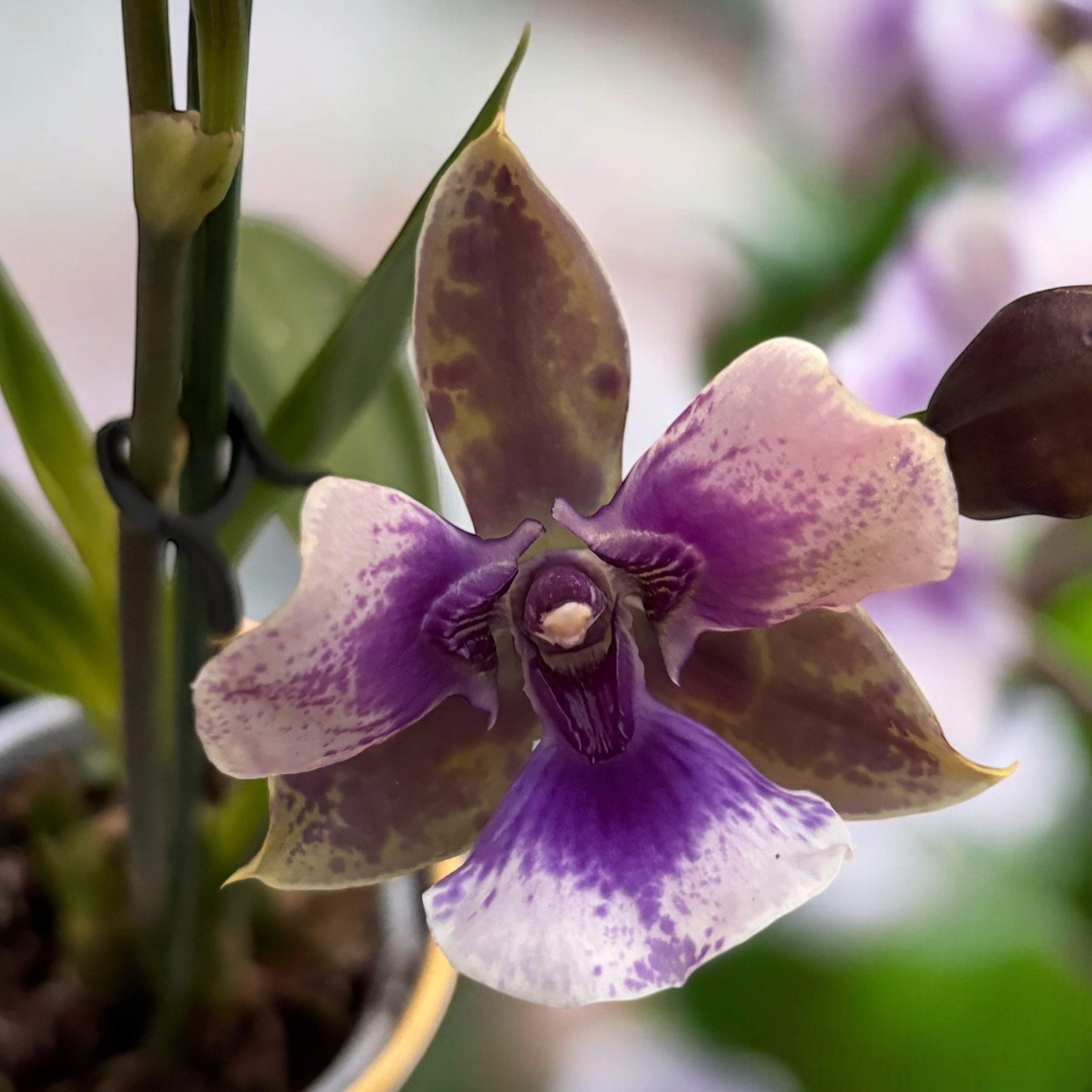 Zygopetalum pelorique - parfumé