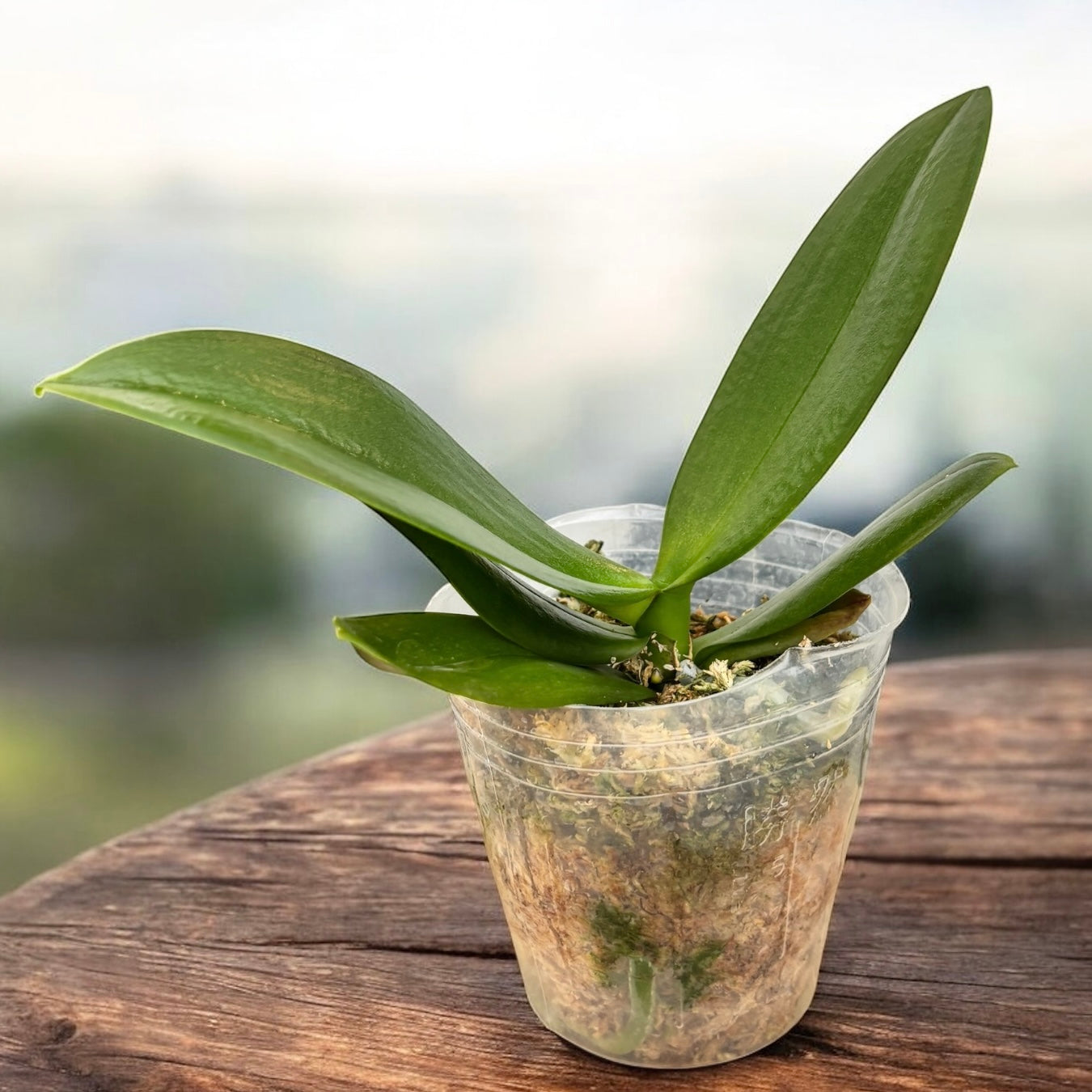 Phalaenopsis I-Hsin Smile Lucifer - grande labbro