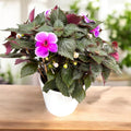 Achimenes ‘Charles Martel’