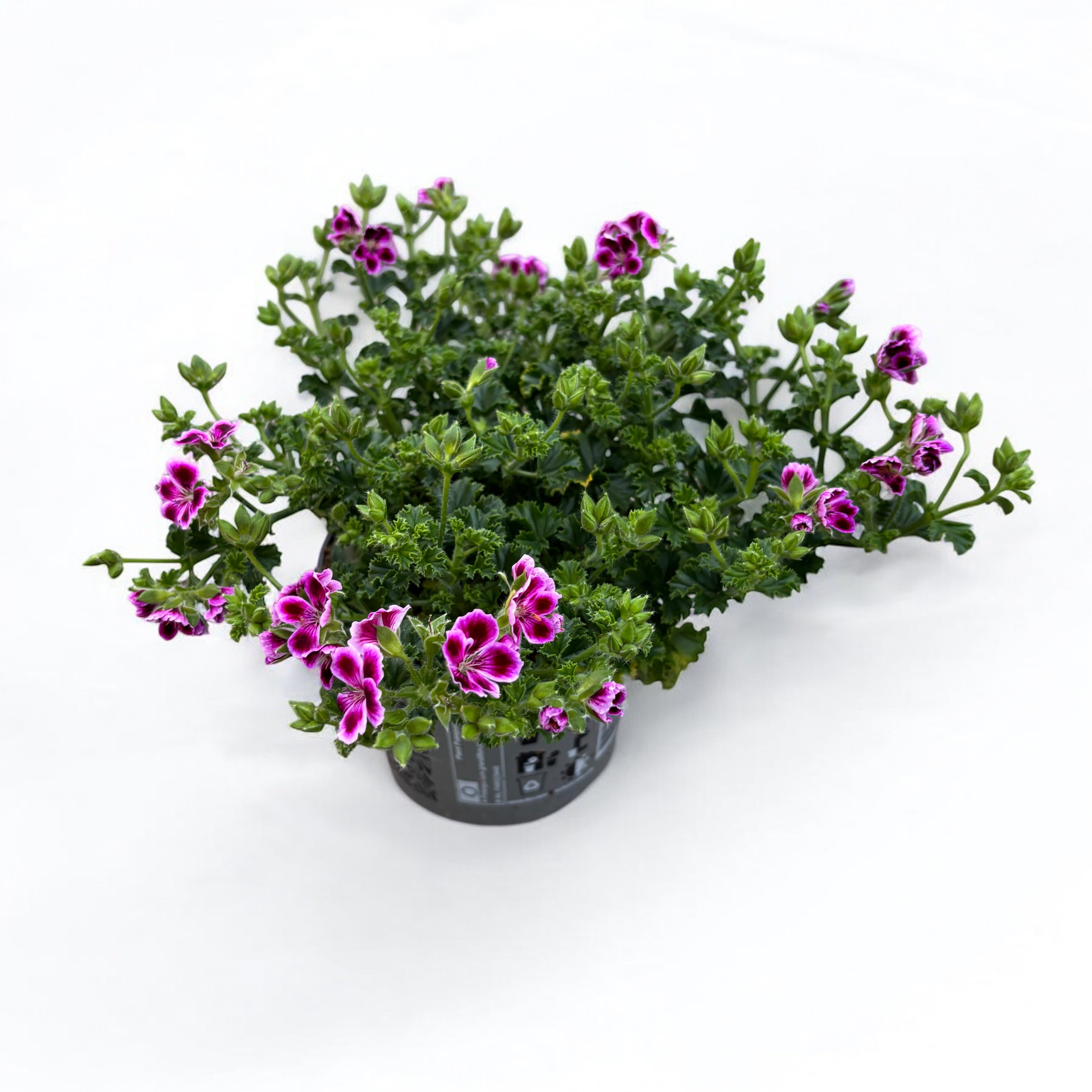 Muscate - Pelargonium ‘Angel Nina’