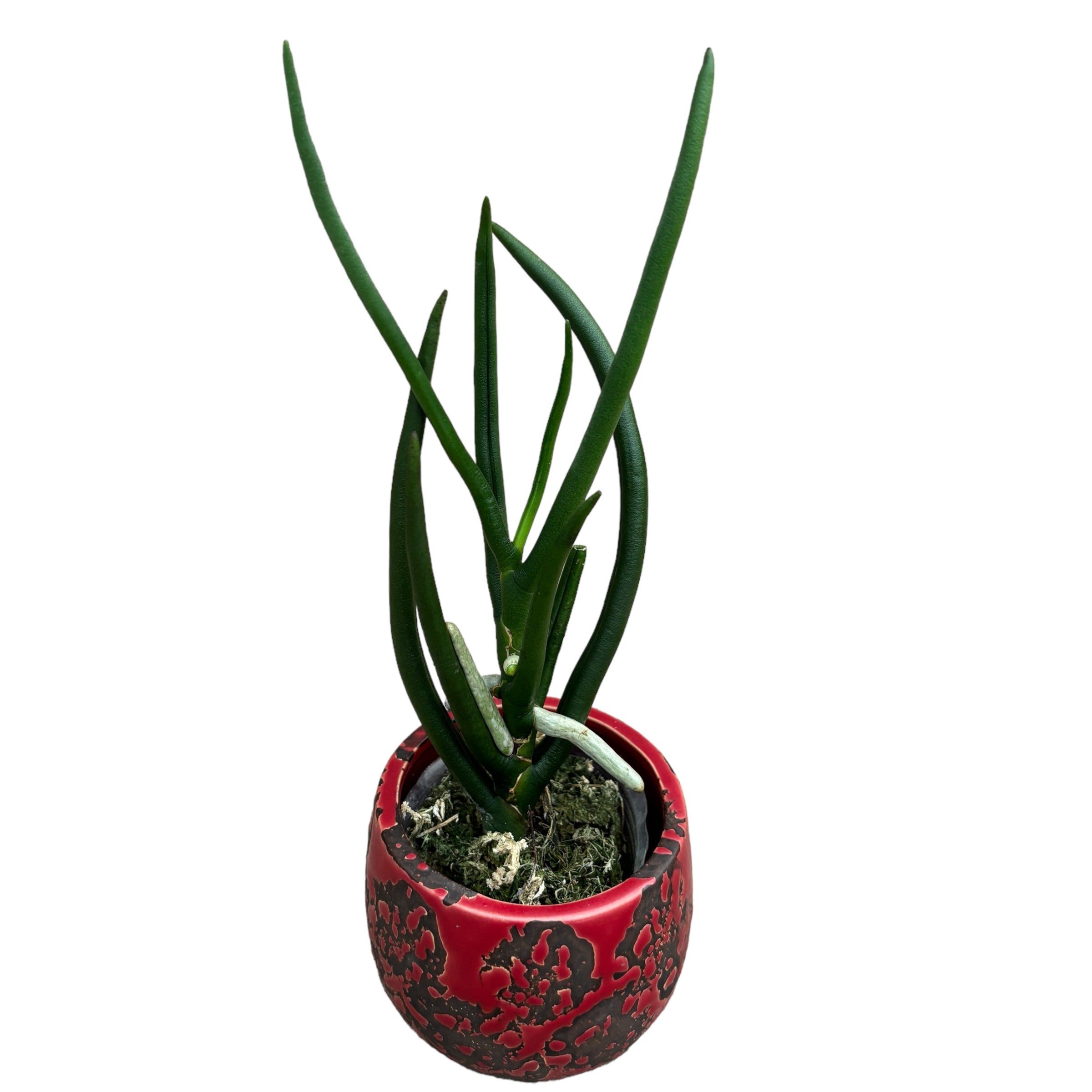 Paraphalanthe Frida (Pplt. De La Salle × Pps. laycockii) - duftende Blumen