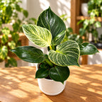 Philodendron Birkin – elegant variegation