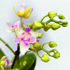 Phalaenopsis Blossom Bliss (flori pelorice)