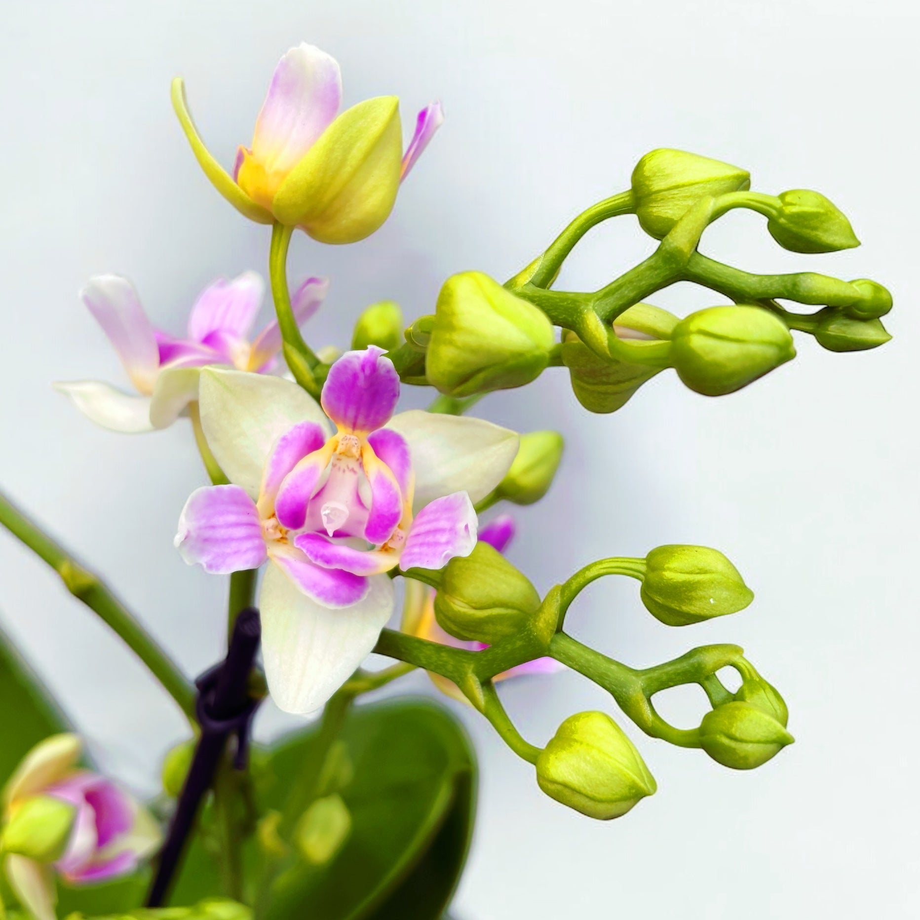 Phalaenopsis Blossom Bliss (fleurs peloriques)