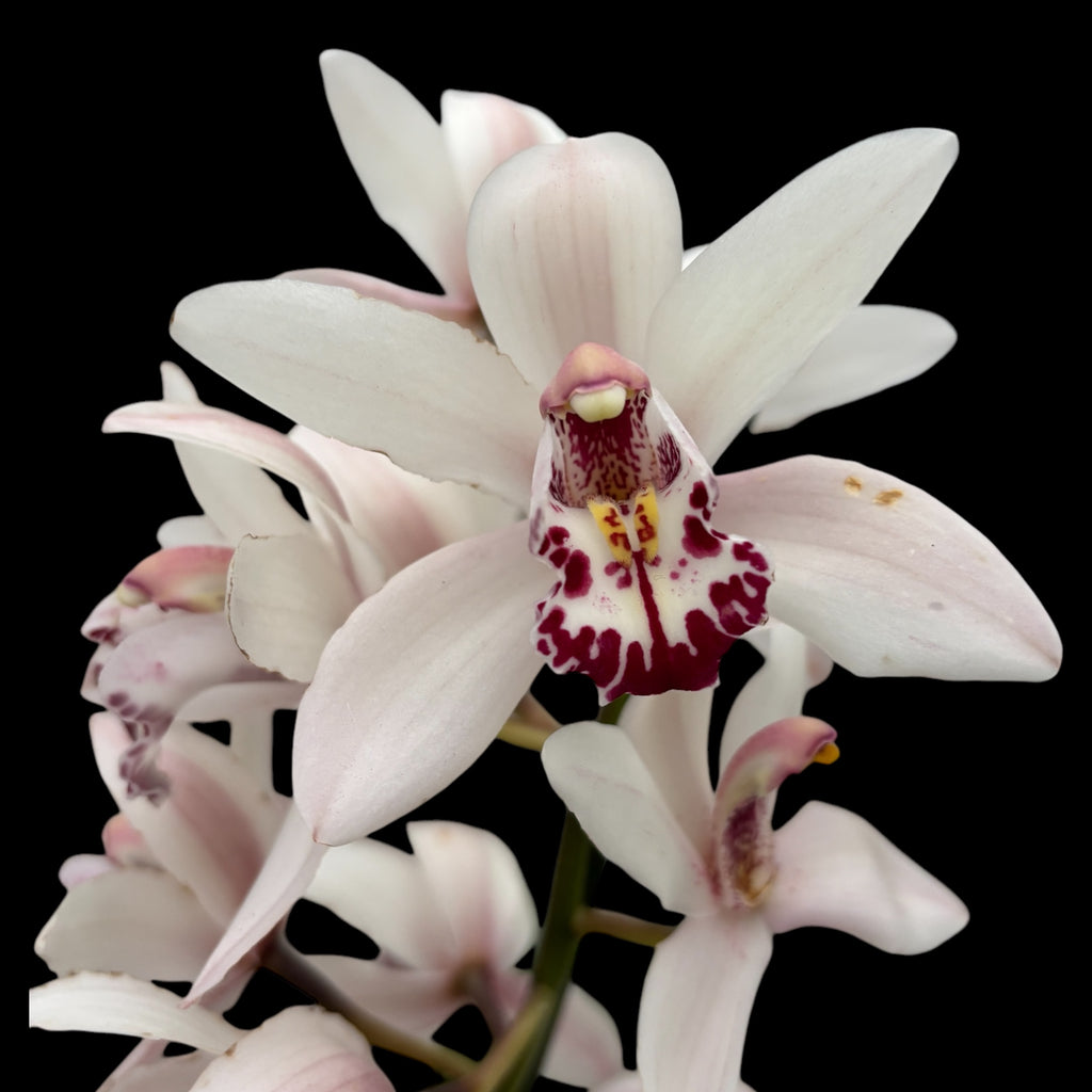 Cymbidium Lady Brazil