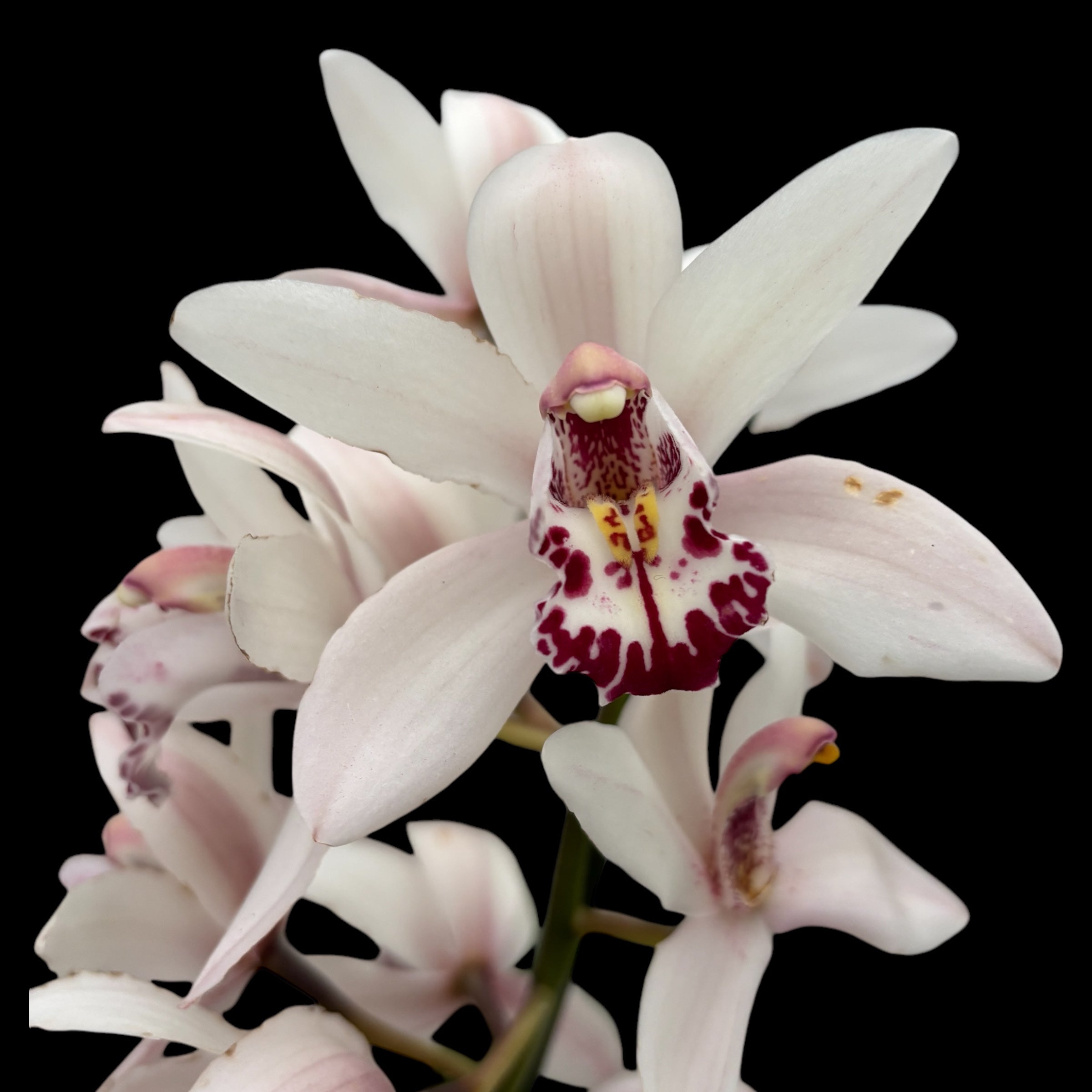 Cymbidium Lady Brazil